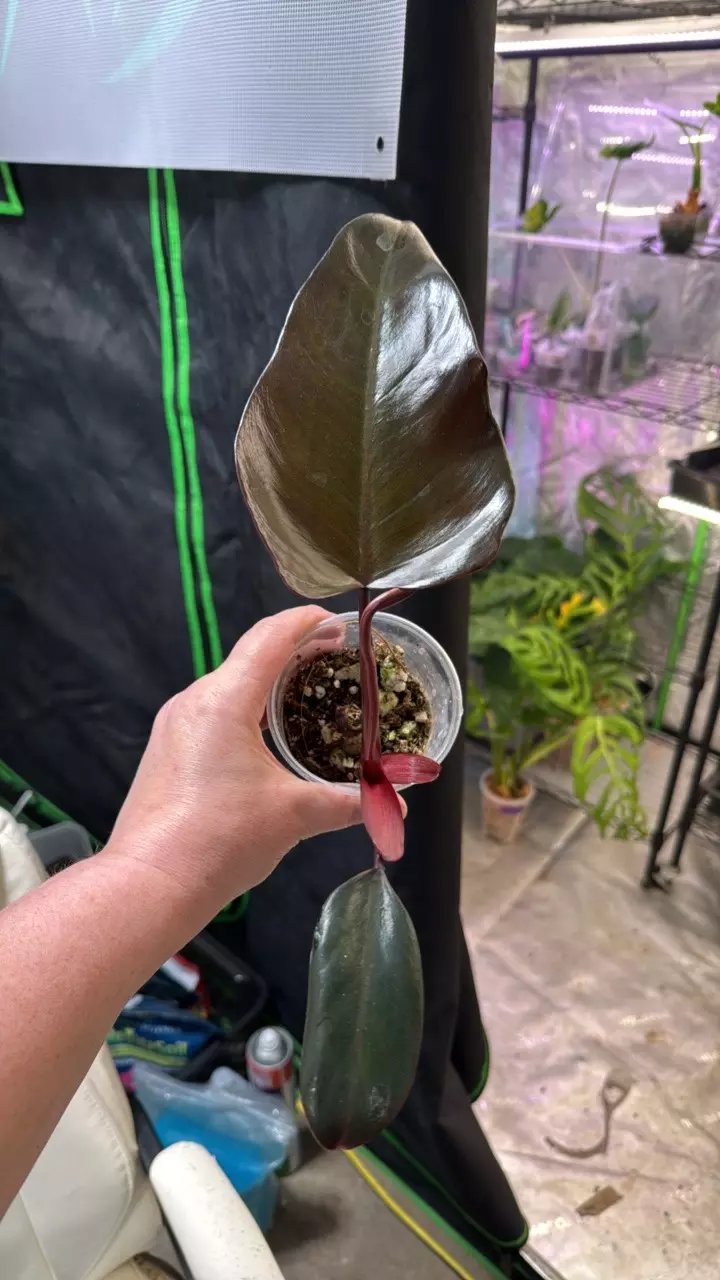 Dark Lord Philodendron thumbnail
