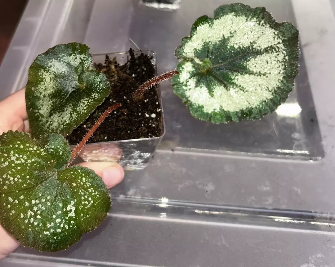Rex begonia ‘escargot’ thumbnail
