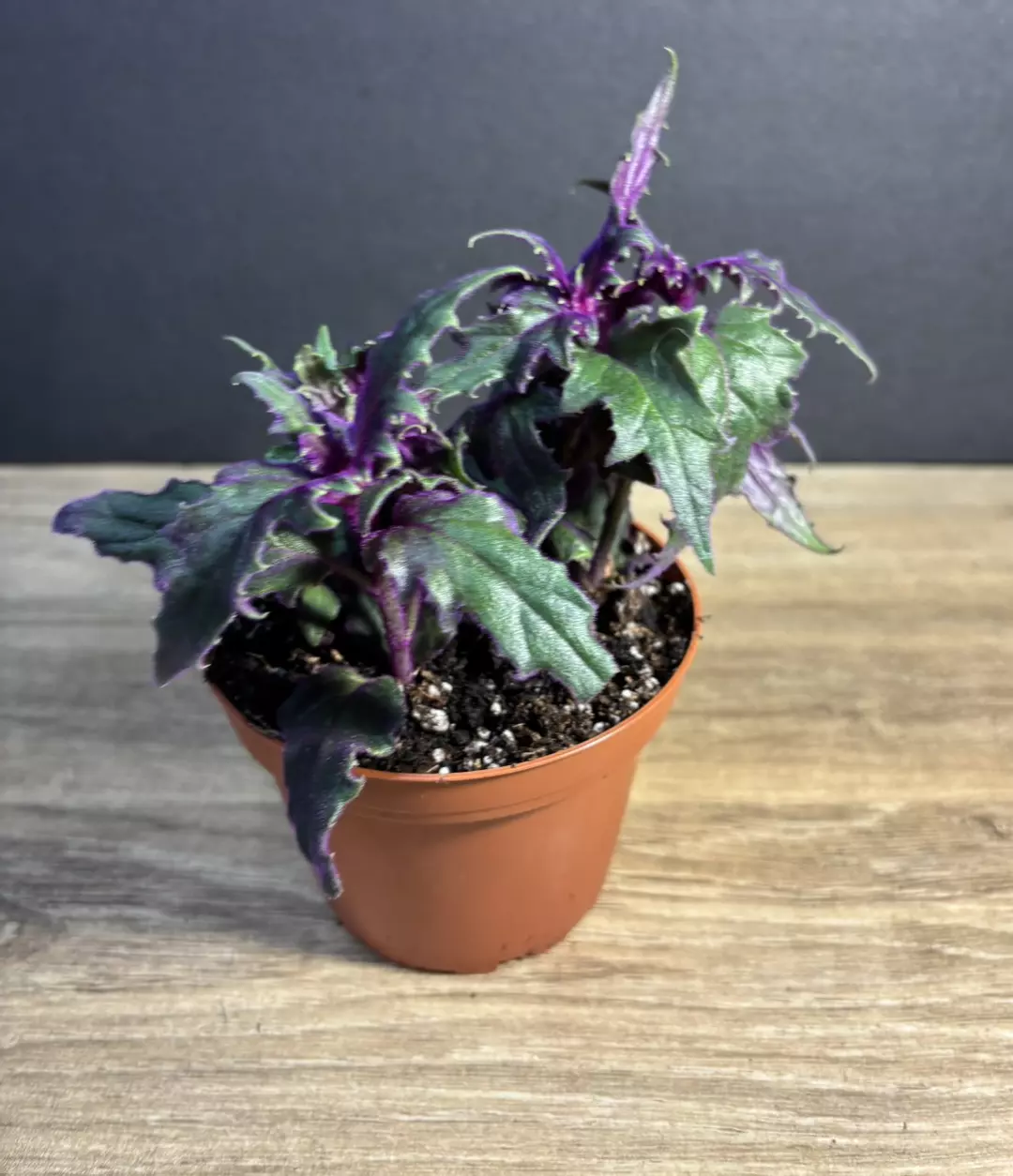 Gynura Aurantiaca Purple Passion 4" - grower’s choice thumbnail