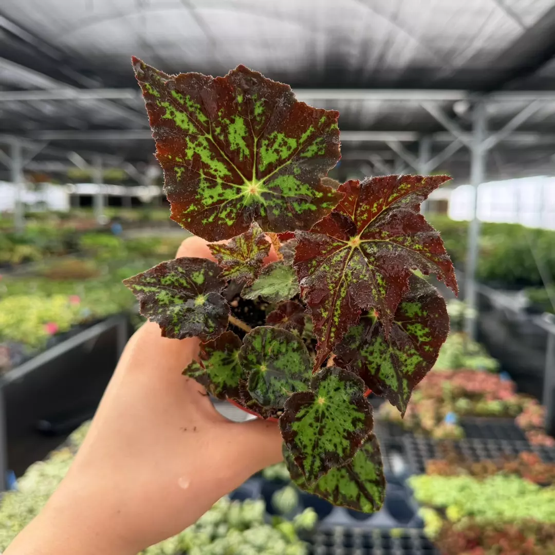 Begonia Harmony’s U578 Specific 4” Pot 9117ZSP | F | thumbnail