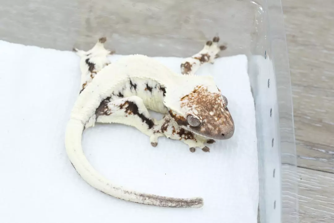 #569 10g npv sable lily white (Prometheus x agile) thumbnail