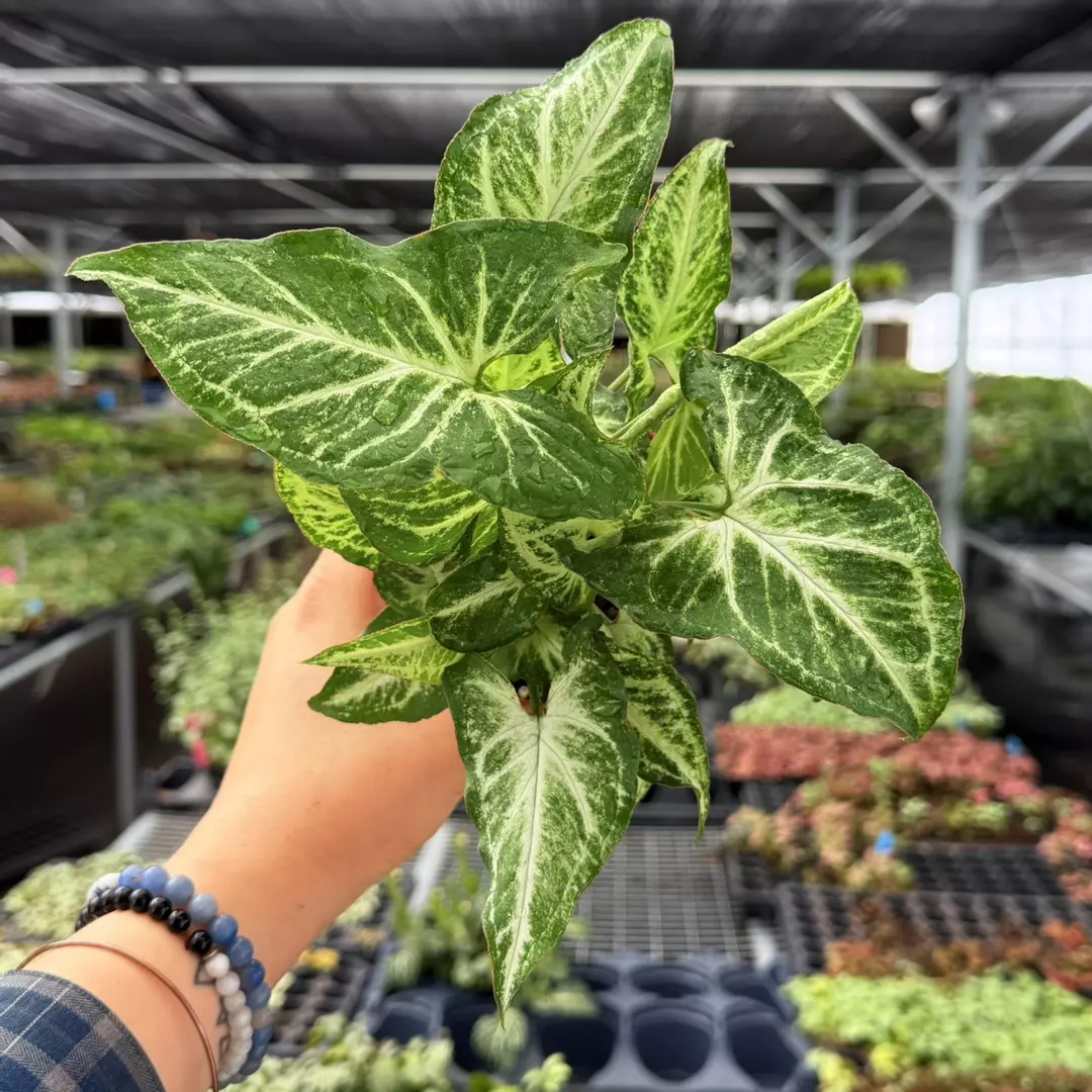 Syngonium Randy Specific 4” Pot 9112ZSP | F | thumbnail