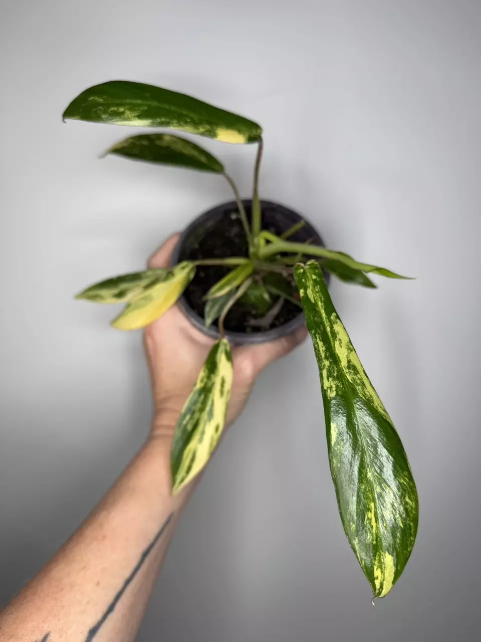 Philodendron Joepii Variegated - 4” Pot thumbnail