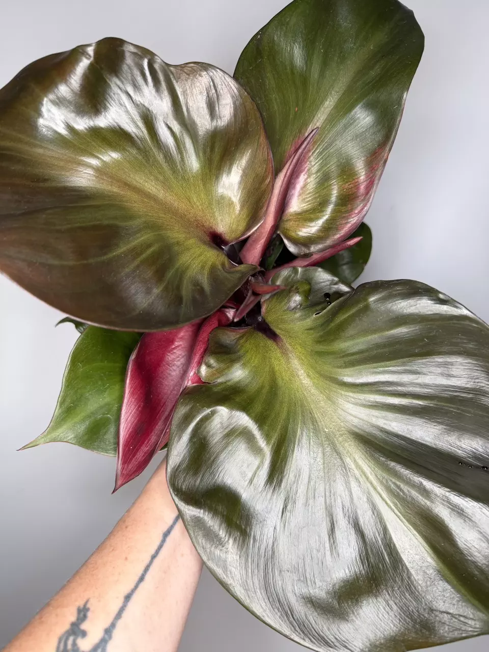 Philodendron Red Heart - 6” Pot thumbnail