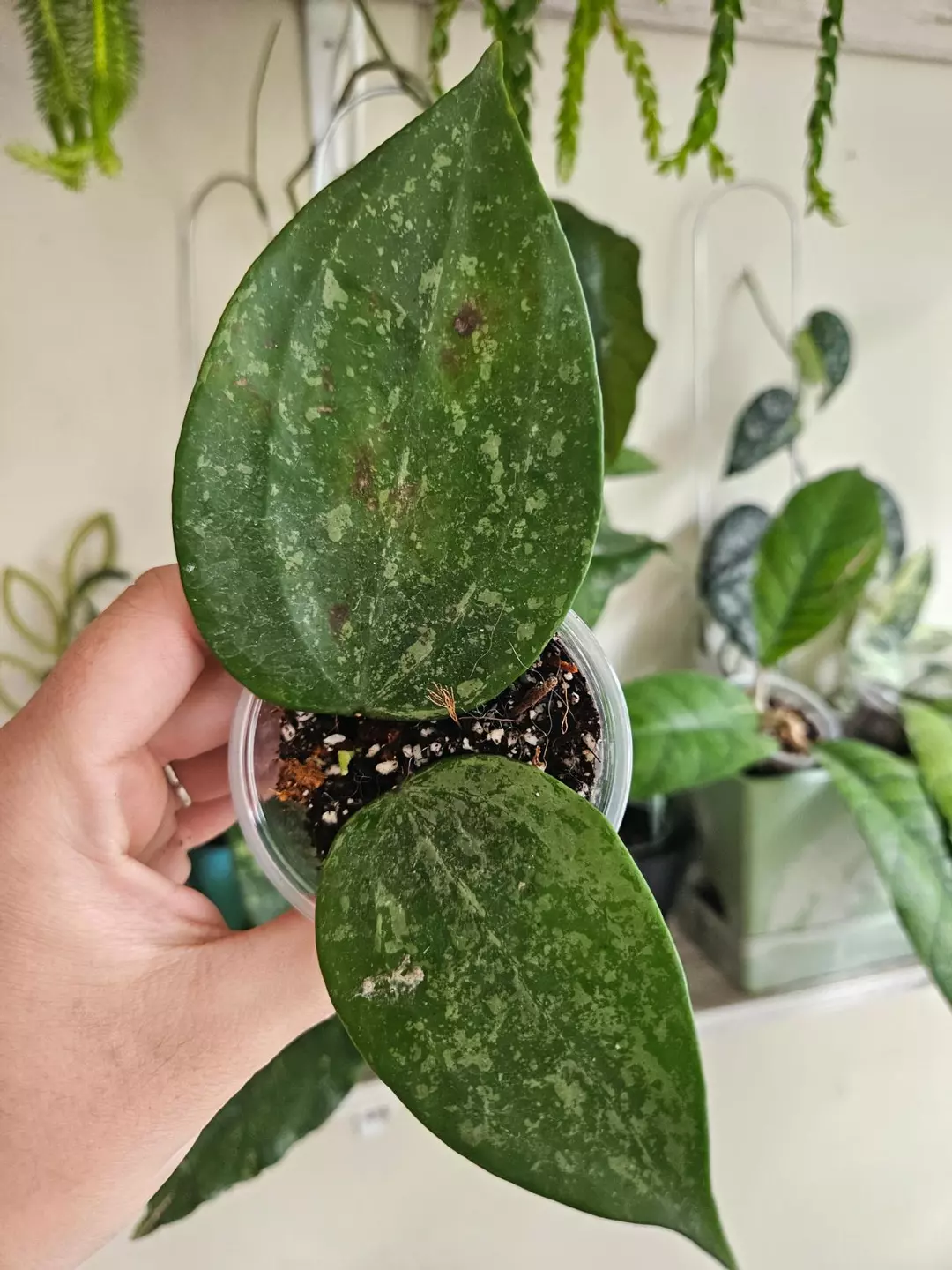 Hoya Macrophylla Snow queen #54 thumbnail
