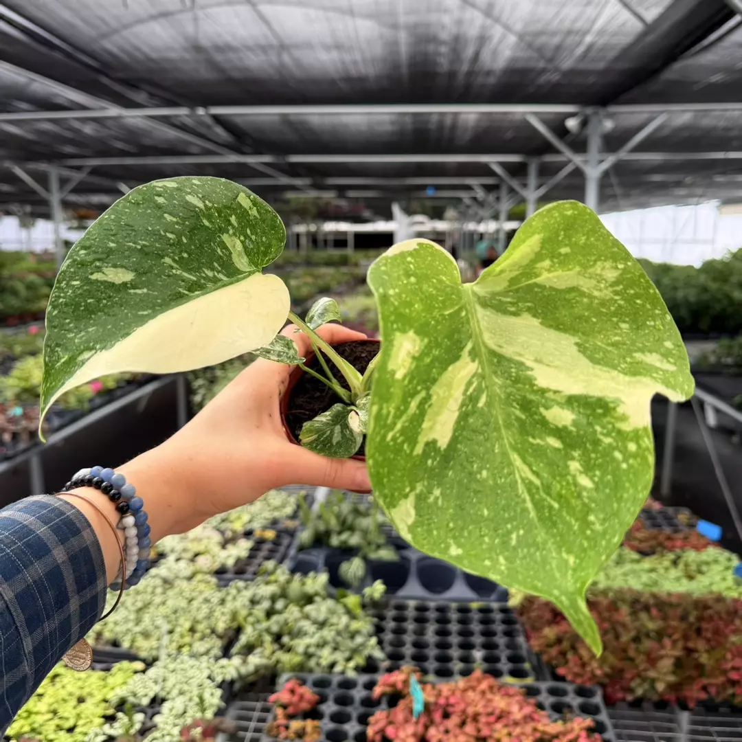 Monstera Thai Constellation Specific 4” Pot 9110ZSP | F | thumbnail