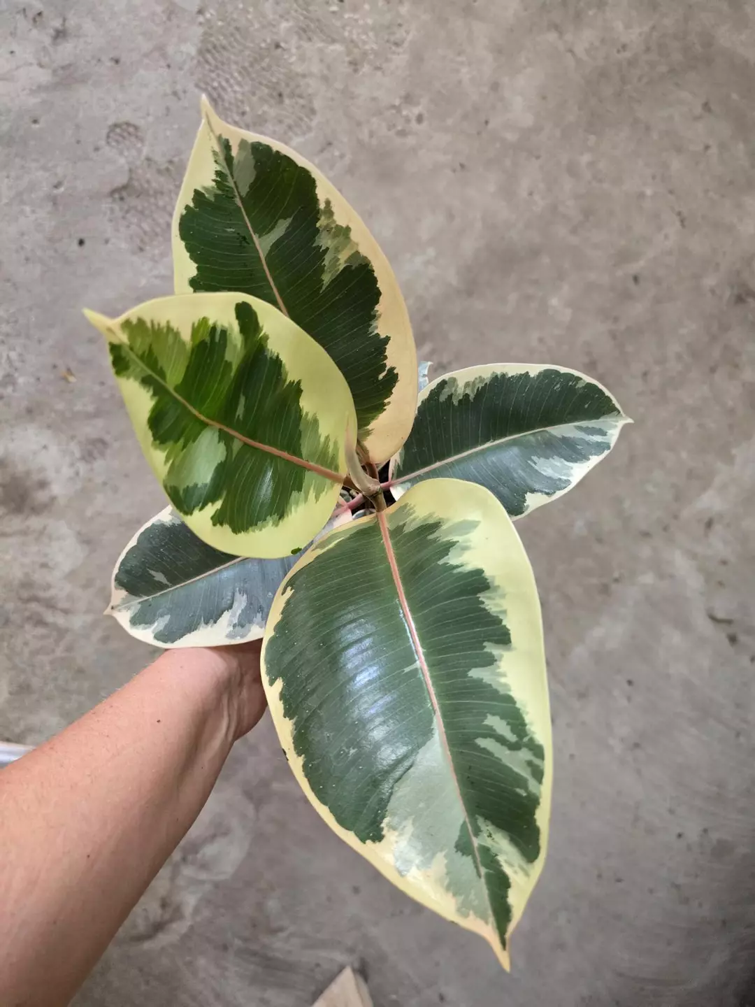 6in Ficus tineke GC thumbnail
