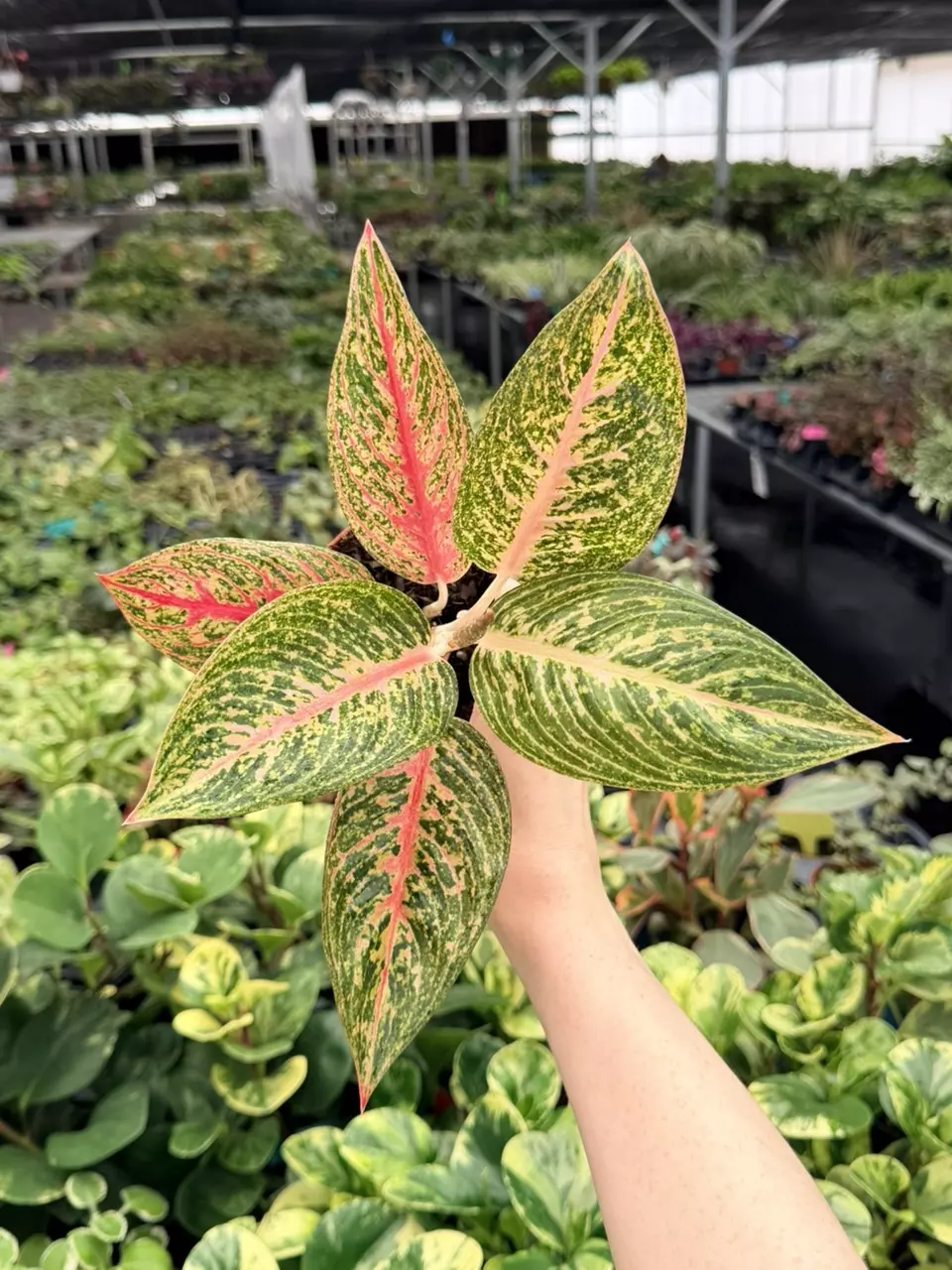 Algaonema Red Legacy Specific 4” Pot 9048FEP | F thumbnail