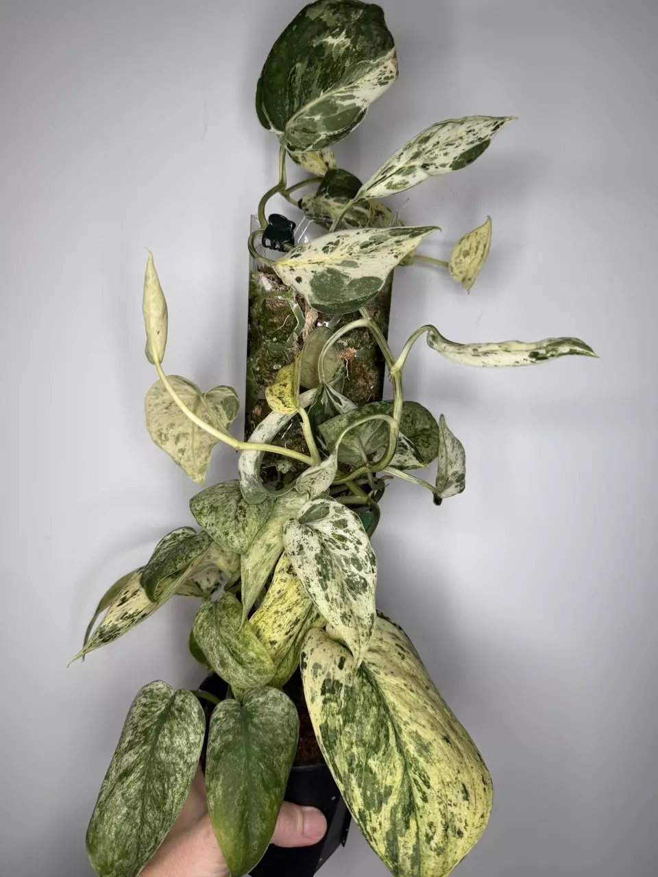 Scindapsus Halimoon - 4” Pot thumbnail