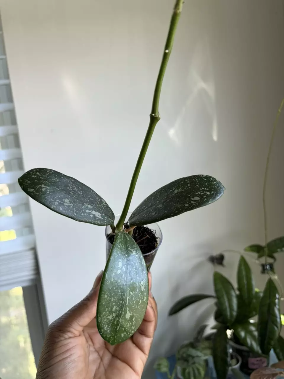 Hoya Diversifolia Splash thumbnail