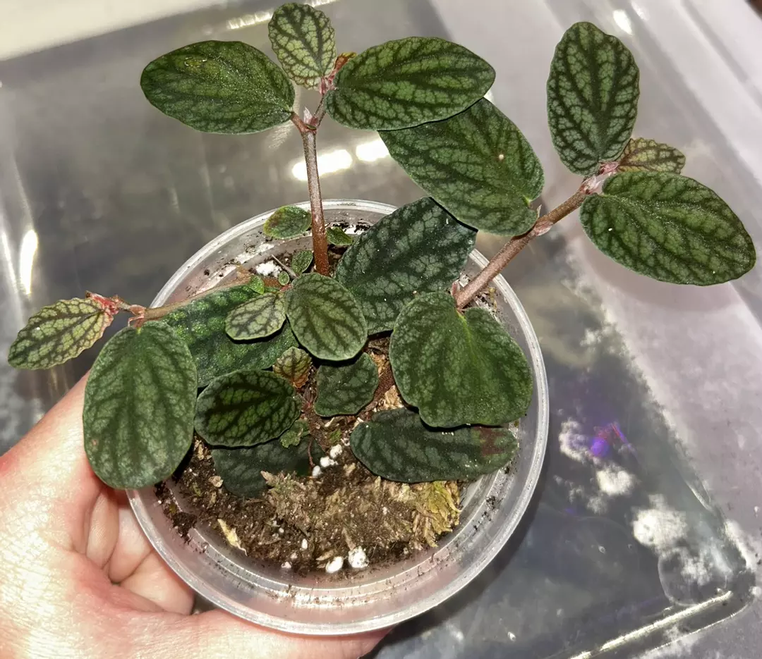 Pellionia pulchra thumbnail