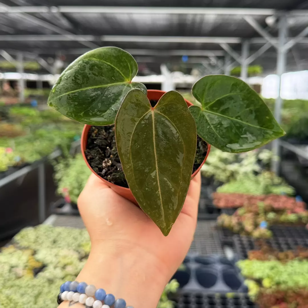 Anthurium Dark Mama Specific 4” Pot 9125ZSP | F | thumbnail
