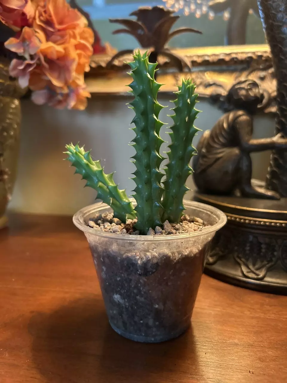 Huernia Red Dragon -Cactus thumbnail