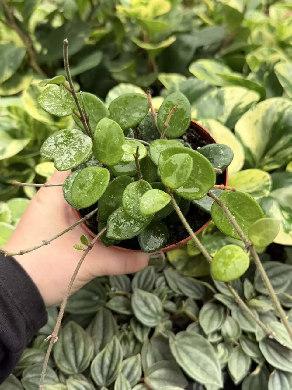 Hoya Mathilde Splash Specific 4” Pot 9204LSP | FF thumbnail
