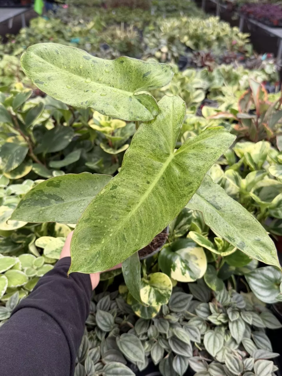 Philodendron Paraiso Verde Specific 4” Pot 9208LSP | FF thumbnail