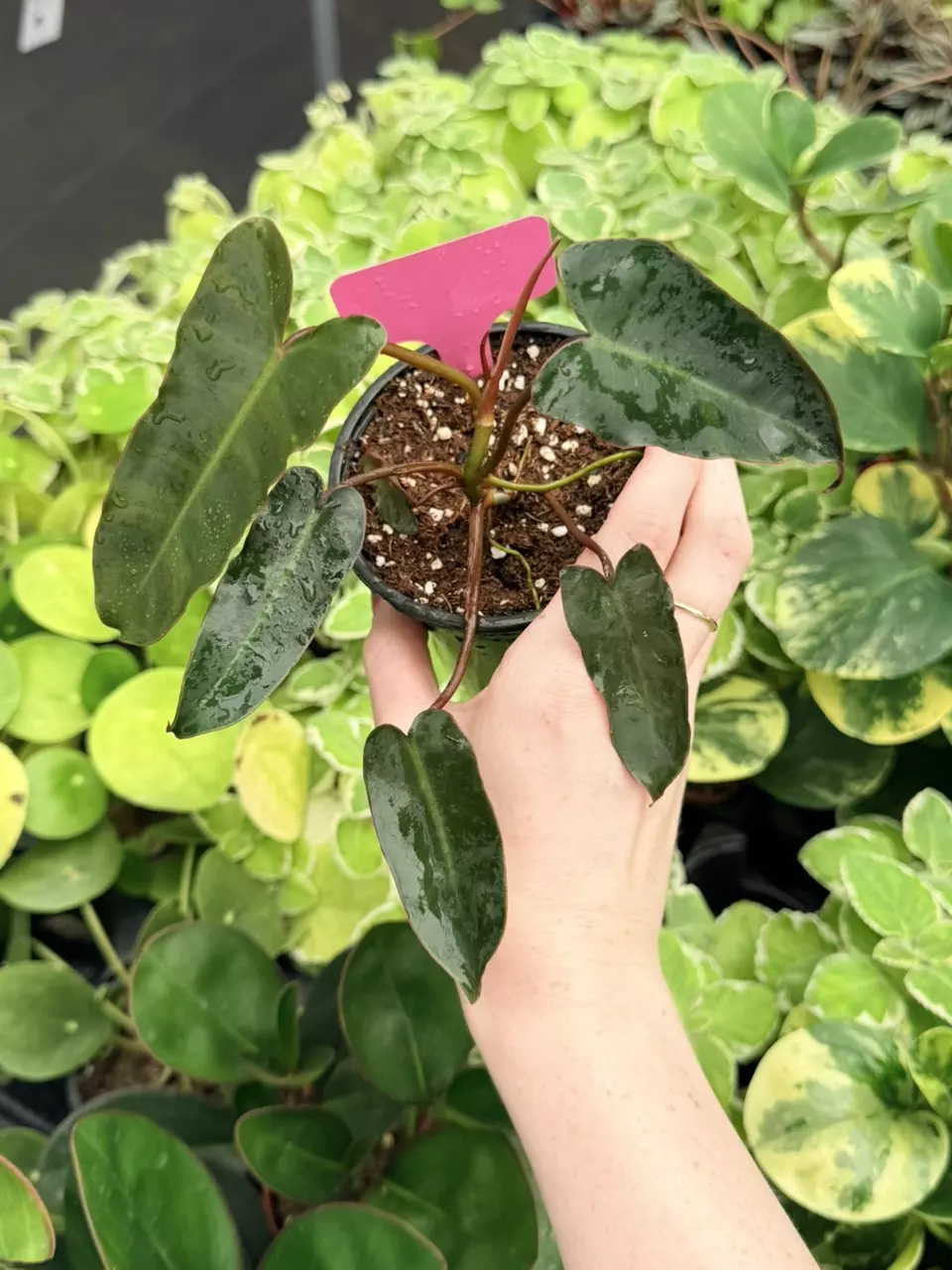 Philodendron Billietiae x Atabapoense Specific 4” Pot 9043FEP | F thumbnail