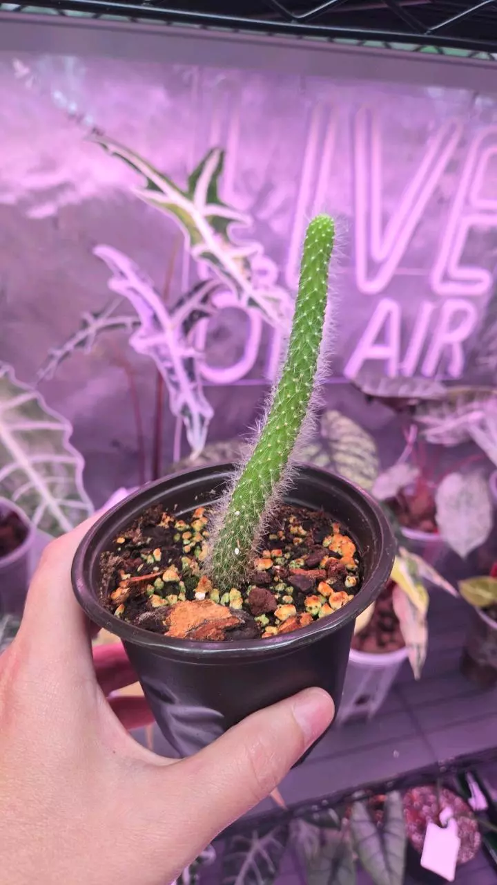 Monkey Tail Cactus thumbnail