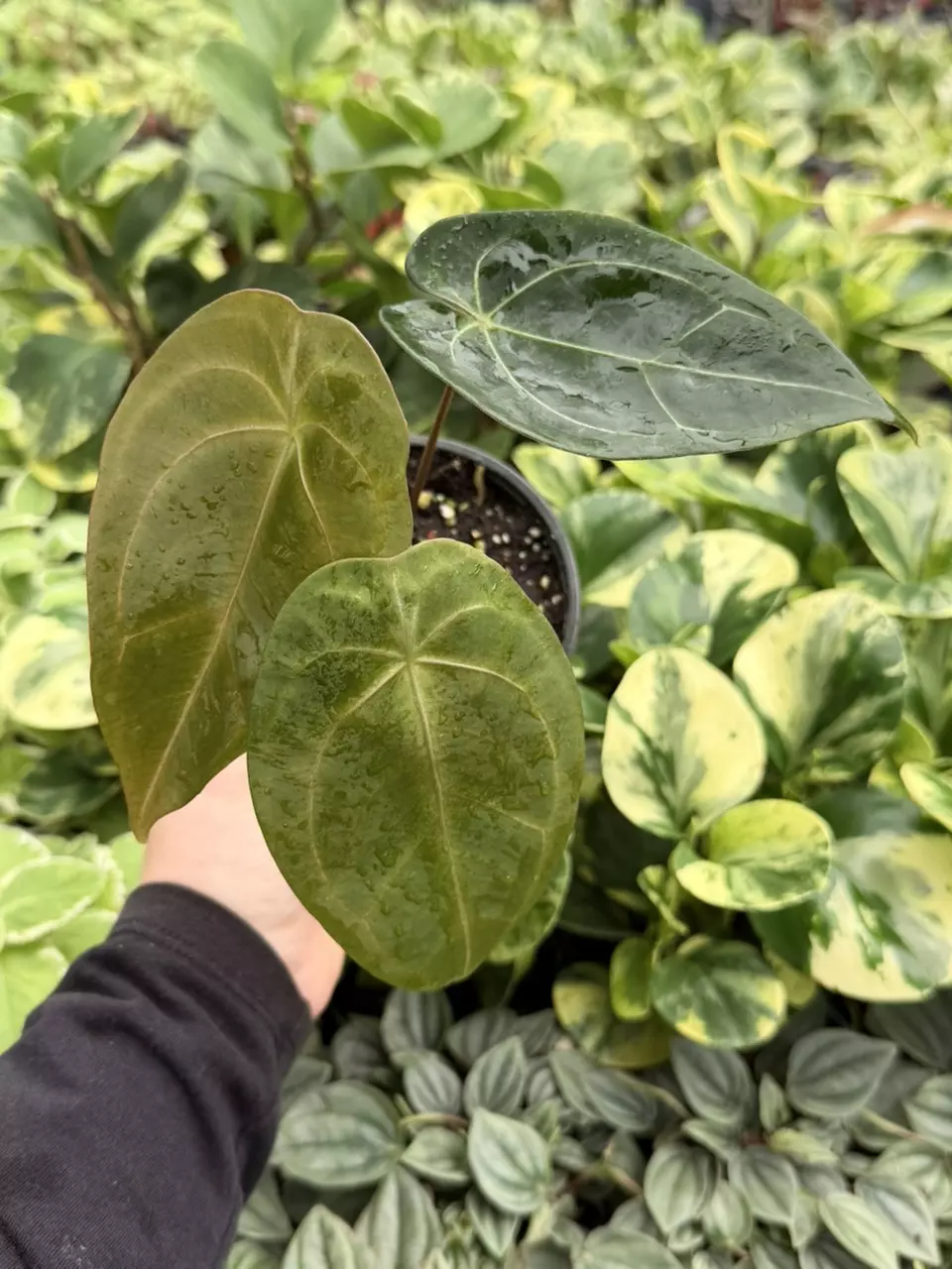 Anthurium Red Sinus x Hulk Specific 4” Pot 9206LSP | FF thumbnail