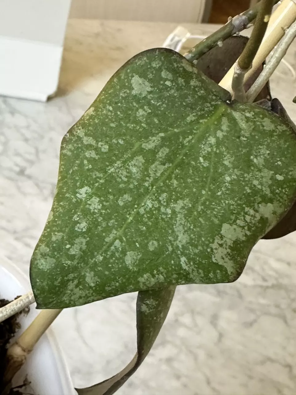 1270 🌿✨ Hoya purpureofusca x imbricata ✨🌿- multiple nodes and vines - 4” swp thumbnail