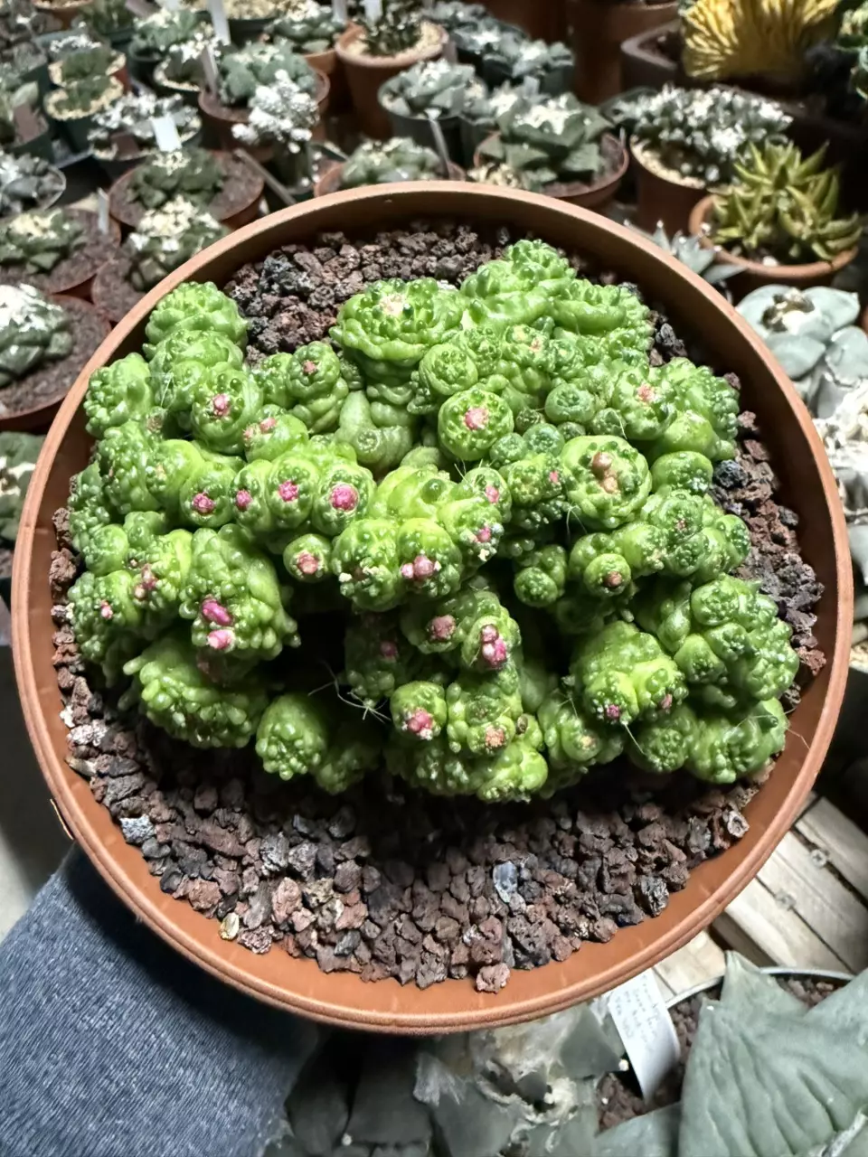 Mammillaria Bocasana Fred 6" pot thumbnail