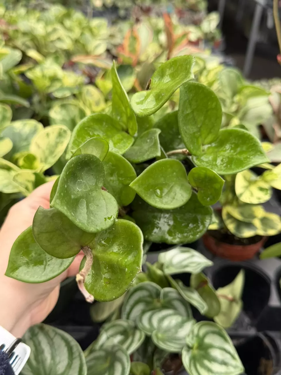 Hoya Chelsea 4” Pot Specfic Plant 9211LSP | FF thumbnail