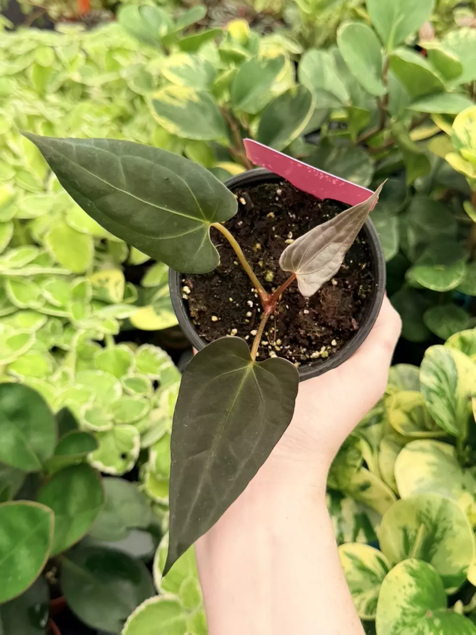 Anthurium Darkest Panama x Goliath Specific 4” Pot 9057FEP | F thumbnail