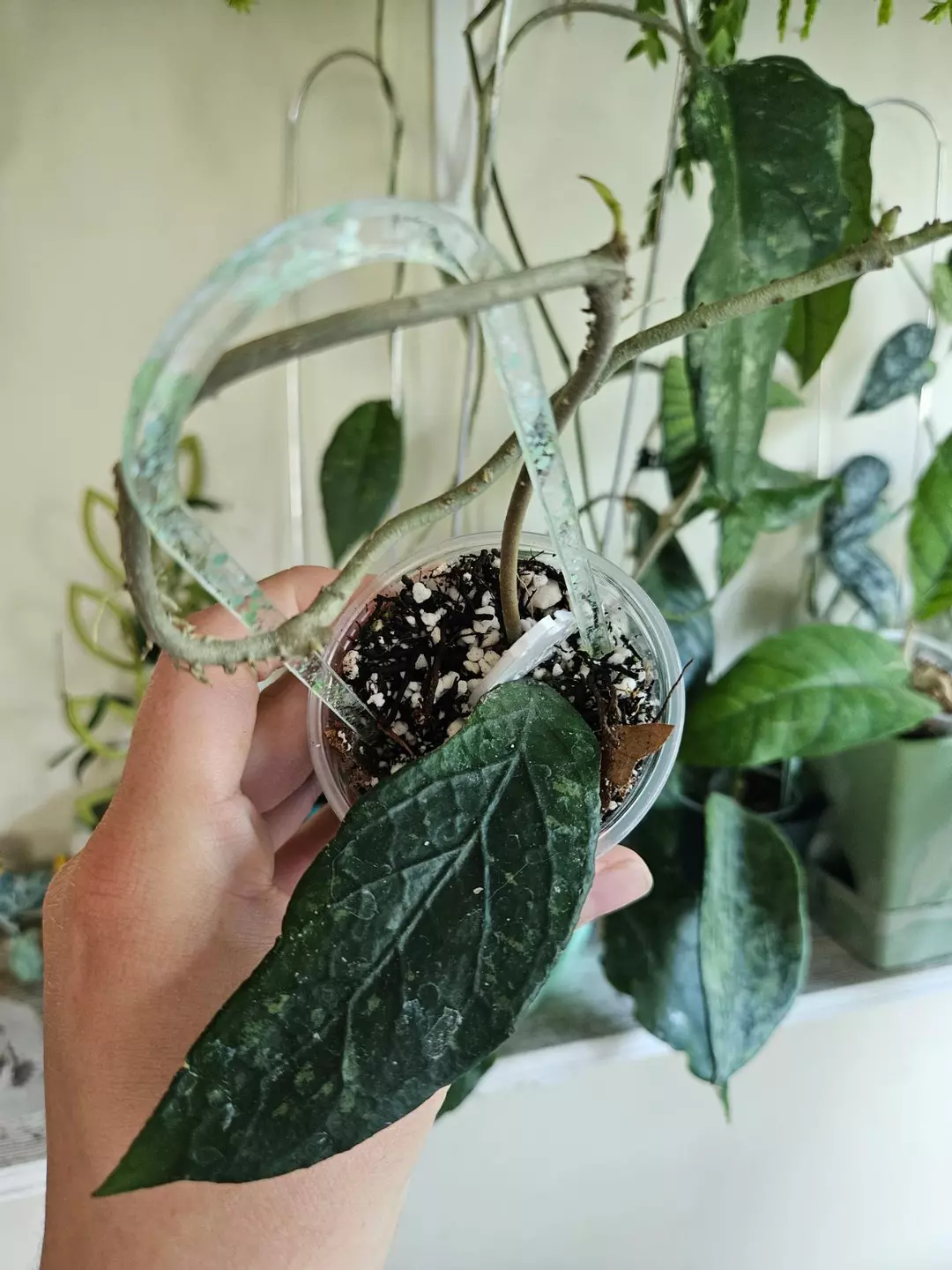 Hoya Aceh Takengon Wavy thumbnail
