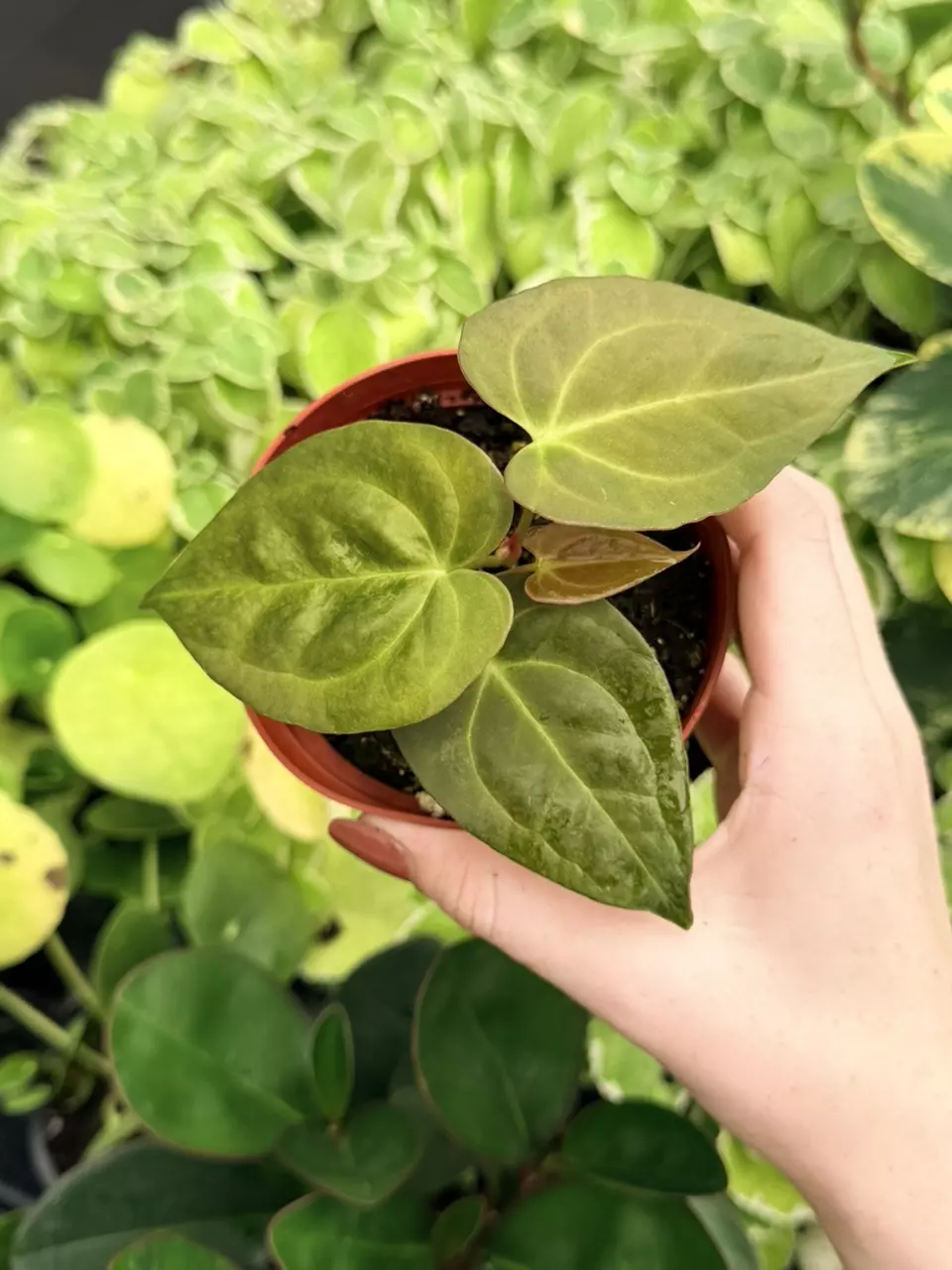 Anthurium Porti x Subsig Specific 4” Pot 9061FEP | F thumbnail