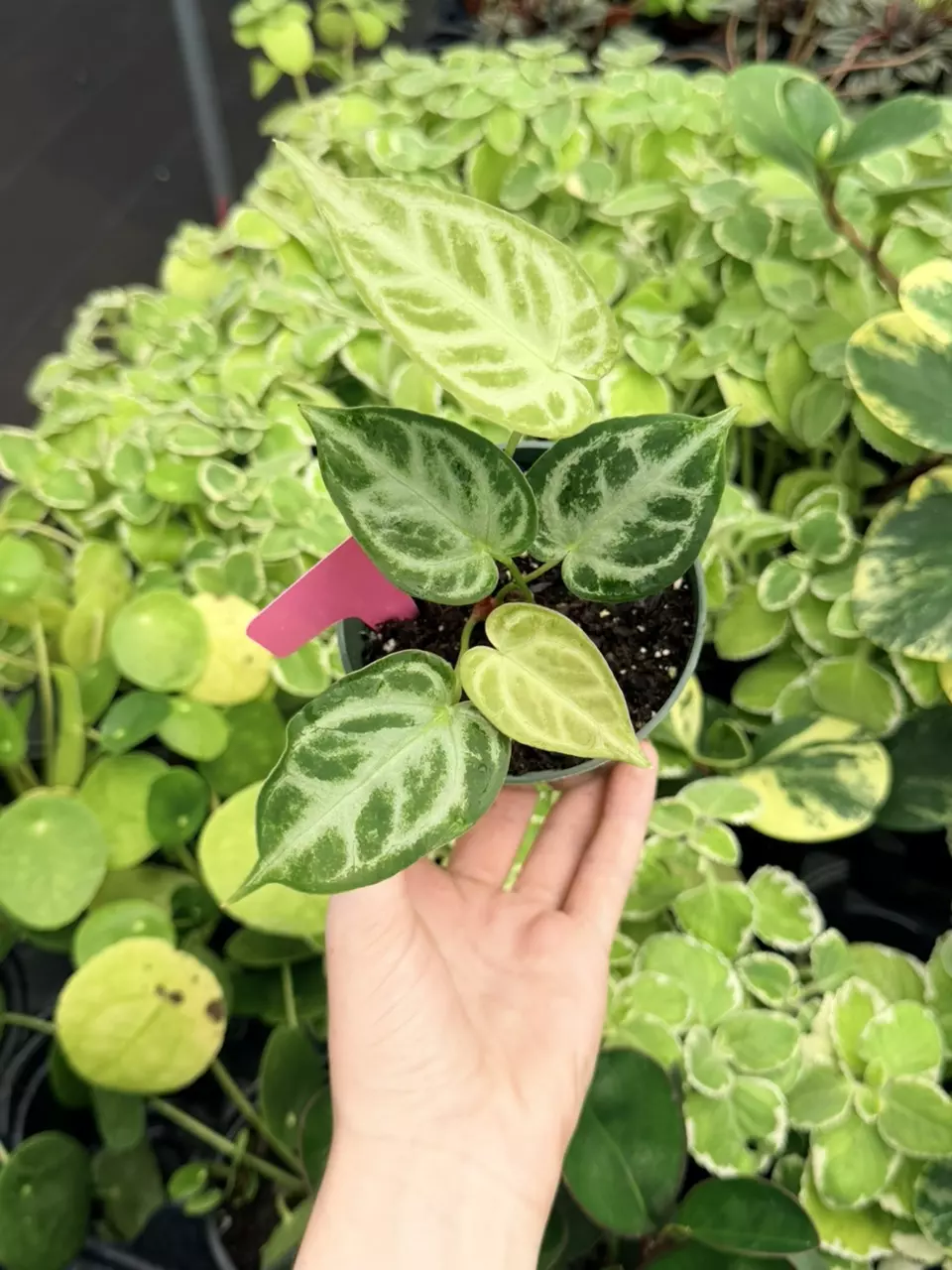 Anthurium Silver Chrome x Dorayaki Specific 4” Pot 9065FEP | F thumbnail
