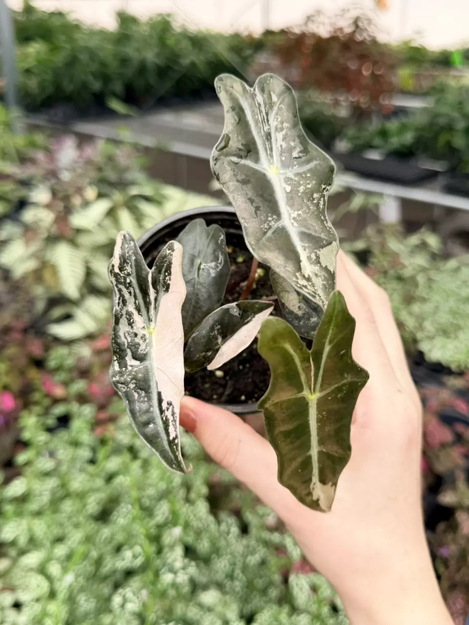 3 Plants in 1 Pot Alocasia Pink Nobilis Specific 4” Pot 9060FEP | F thumbnail