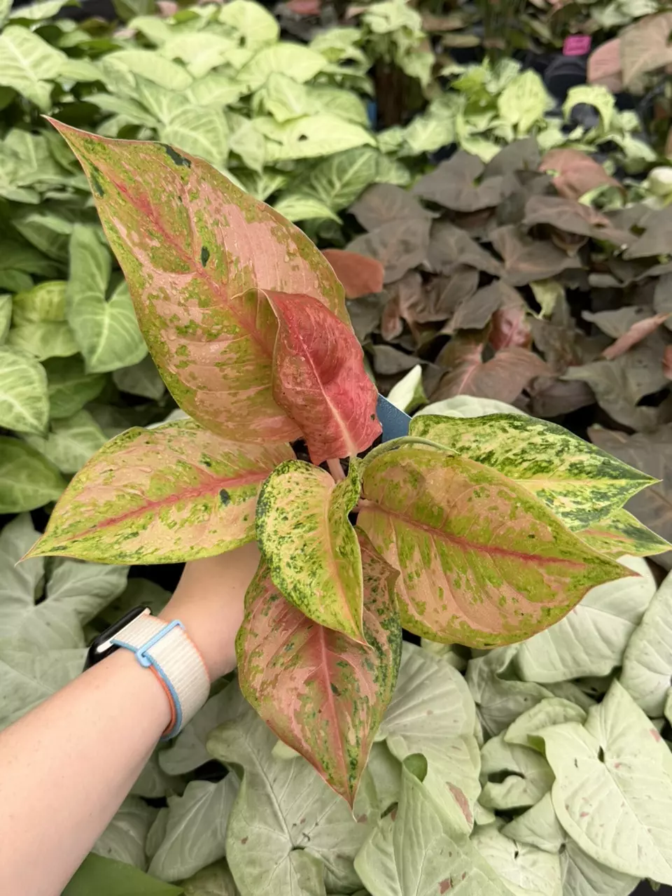 Aglaonema Prakaiphet Specific 4” Pot 9315EMP | FF thumbnail