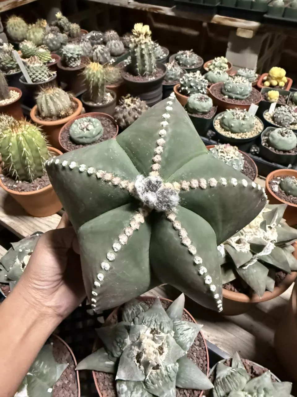 Astrophytum Myriostigma huge 6" pot thumbnail