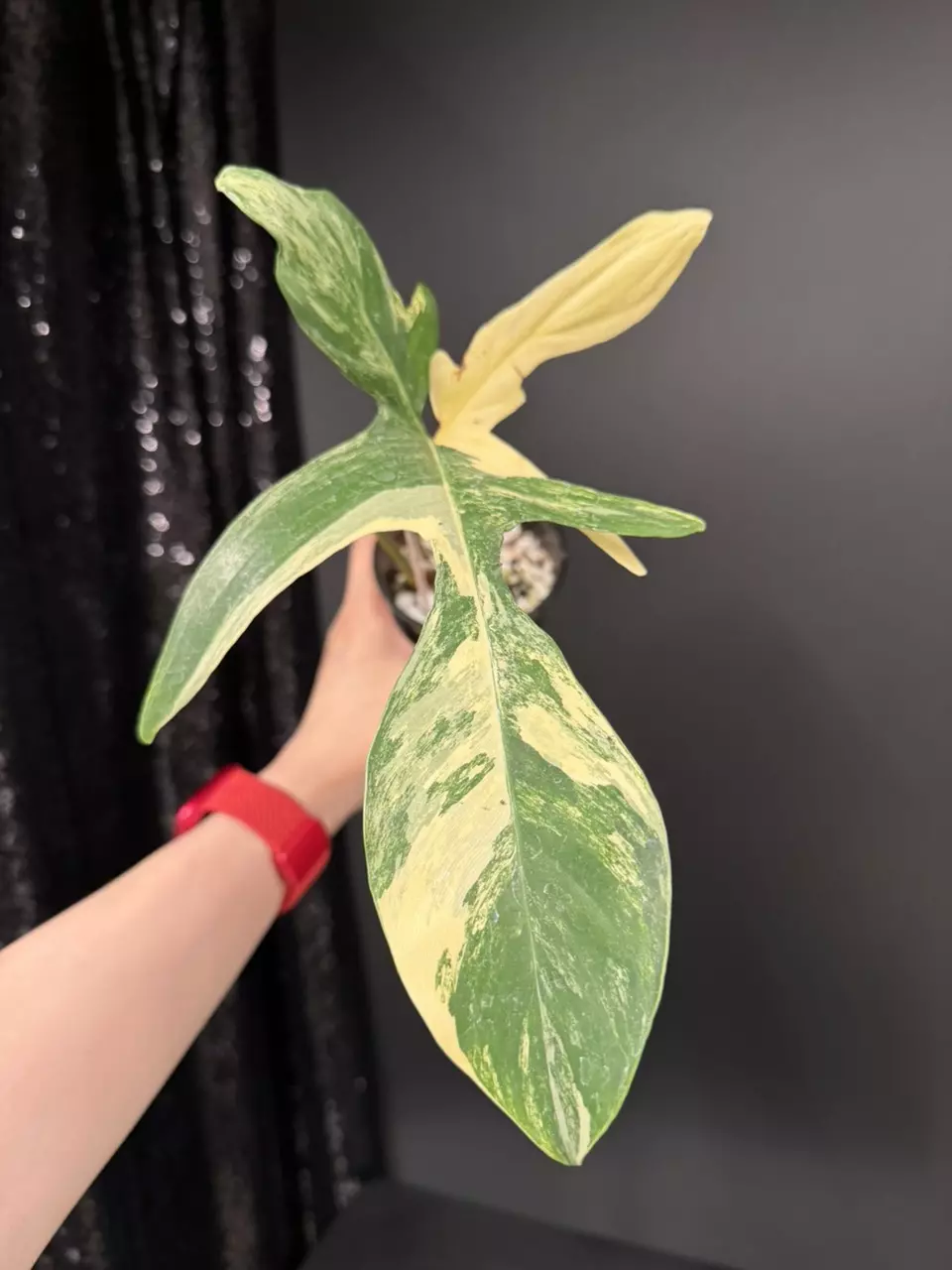 Philodendron Florida Beauty thumbnail