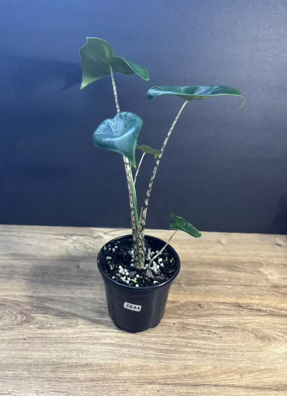 Alocasia Zebrina 4” 3844 thumbnail