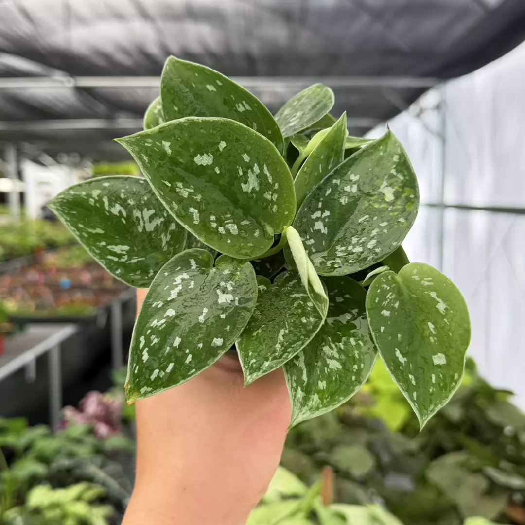 Scindapsus Pictus Specific 4” Pot 9132ZSP | F | thumbnail