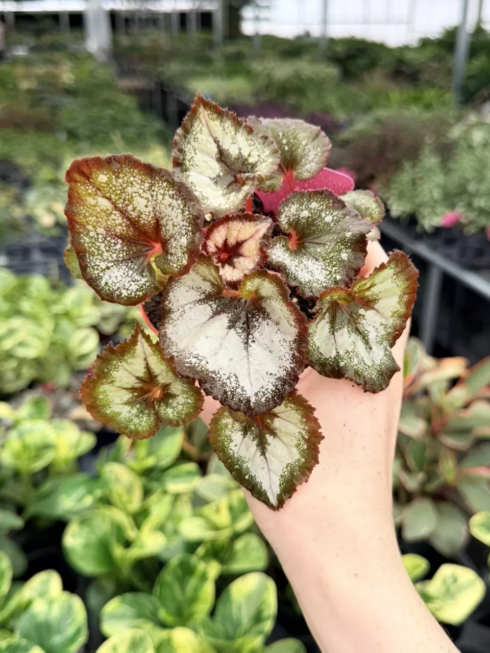 Begonia Harmony’s Vertigo Specific 4” Pot 9067FEP | F thumbnail