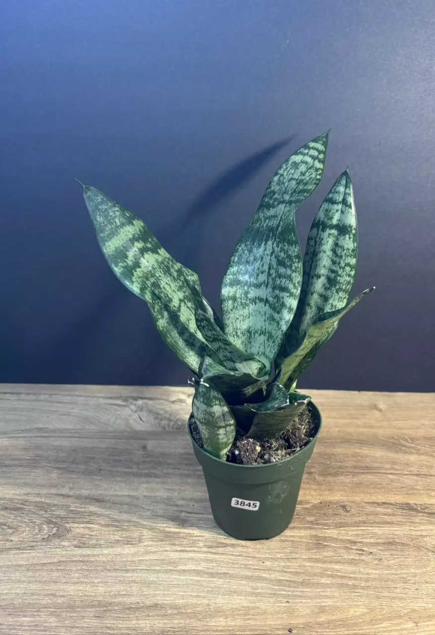 Sansevieria trifasciata Robusta 4” 3845 thumbnail