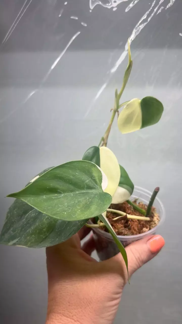 Heartleaf Albo philo thumbnail