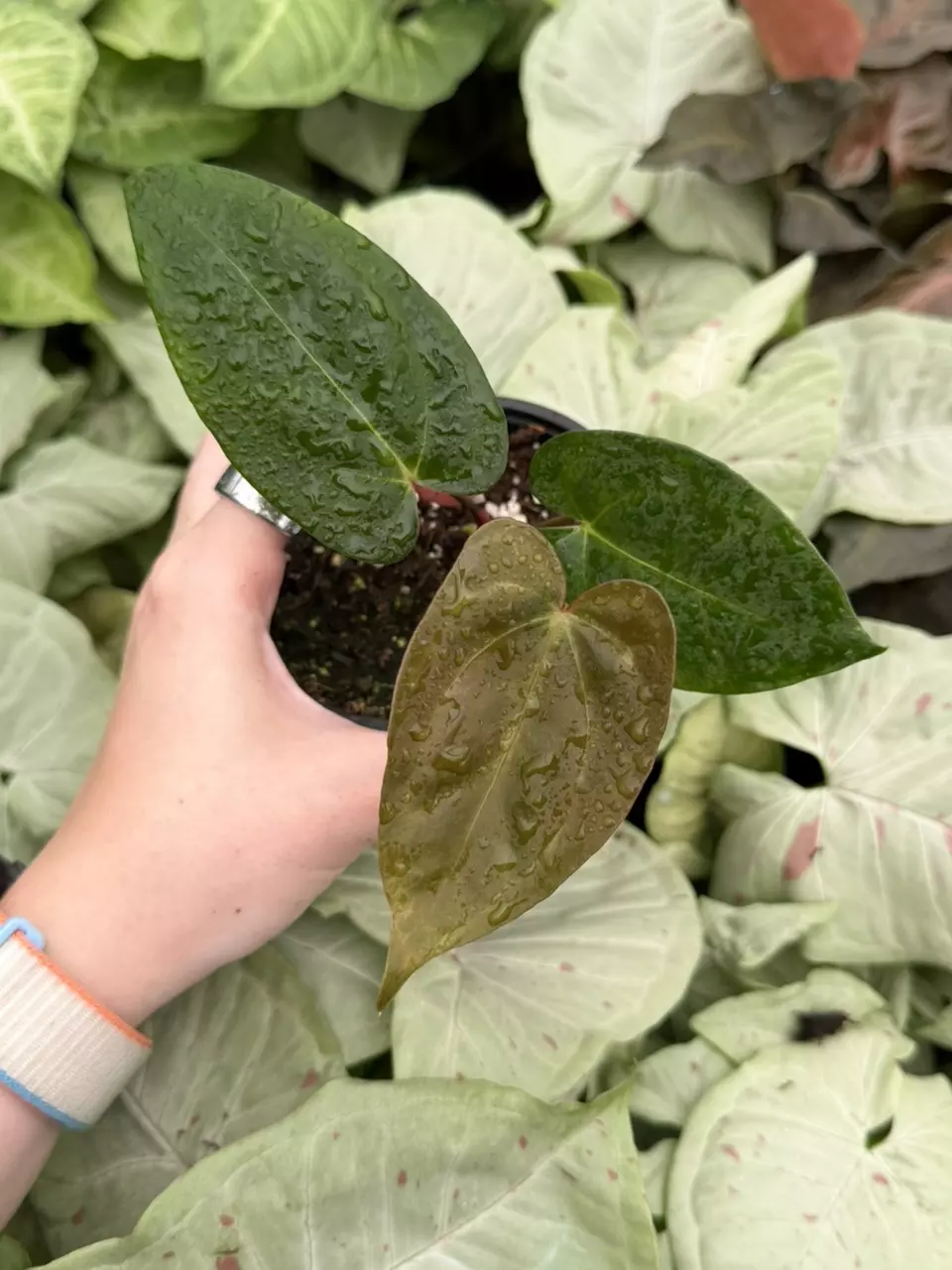 Anthurium Carla X Clari DF Specific 4” Pot 9303EMP | FF thumbnail