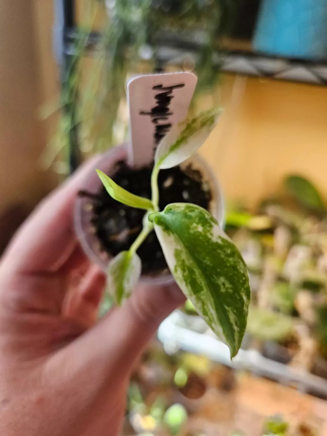 Philodendron Jungle Mint NoId thumbnail