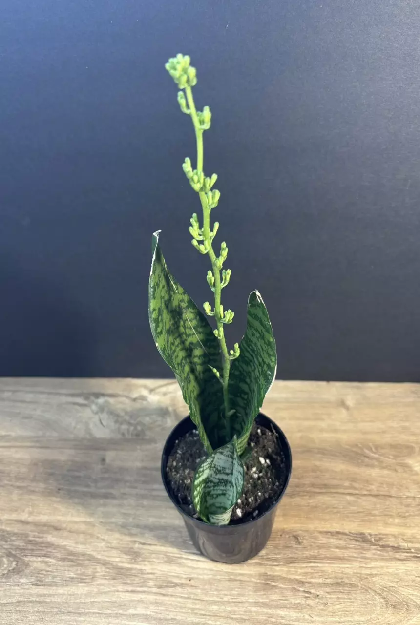 Sansevieria trifasciata Robusta 4” 3841 thumbnail