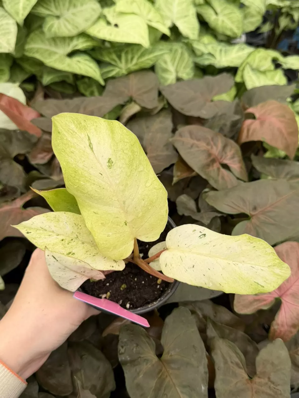Philodendron SnowDrift Specific 4” Pot 9317EMP | FF thumbnail