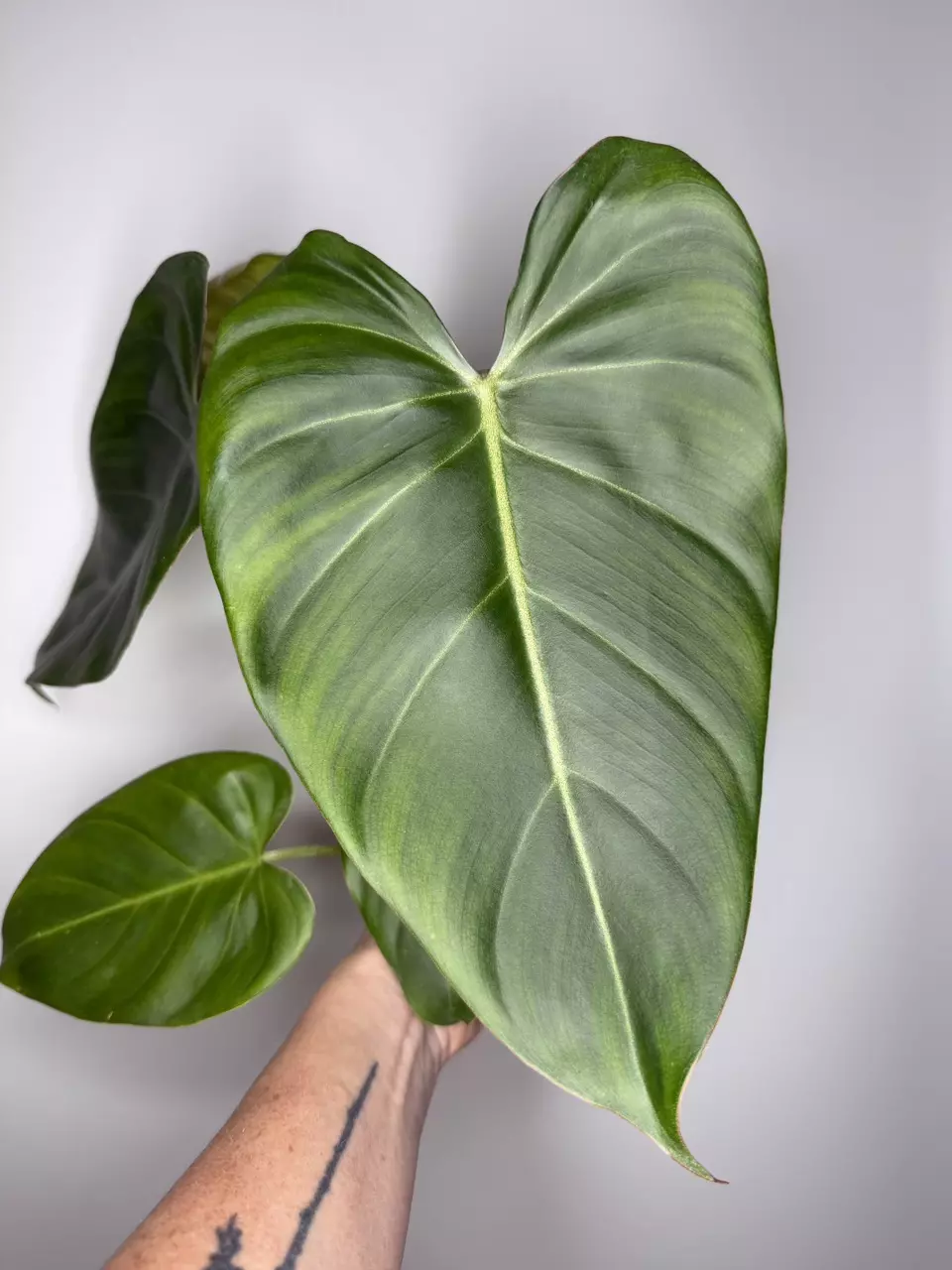 Philodendron Jose Buono x Gloriosum -4” Pot thumbnail