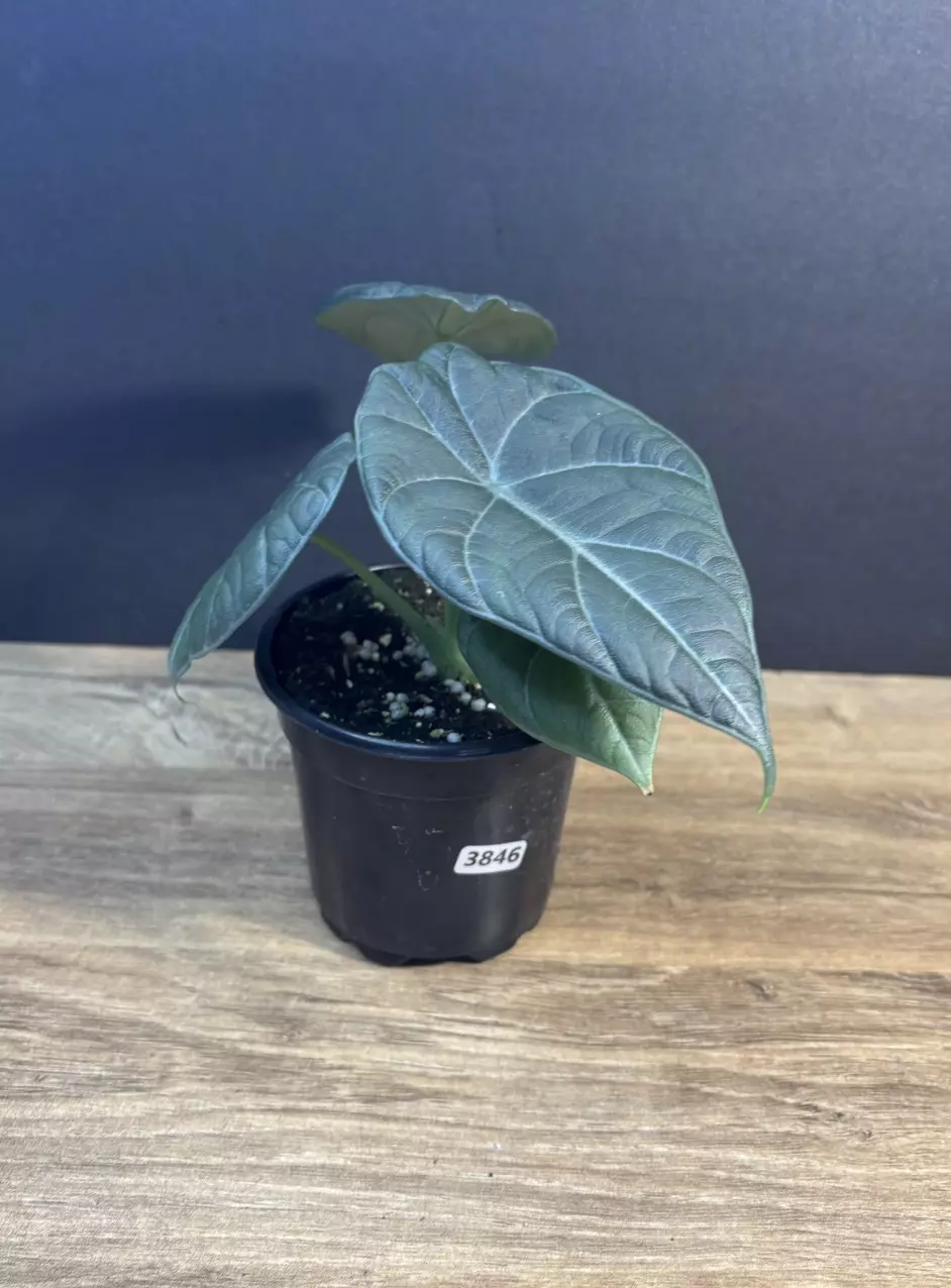 Alocasia Magarani 4” 3846 thumbnail
