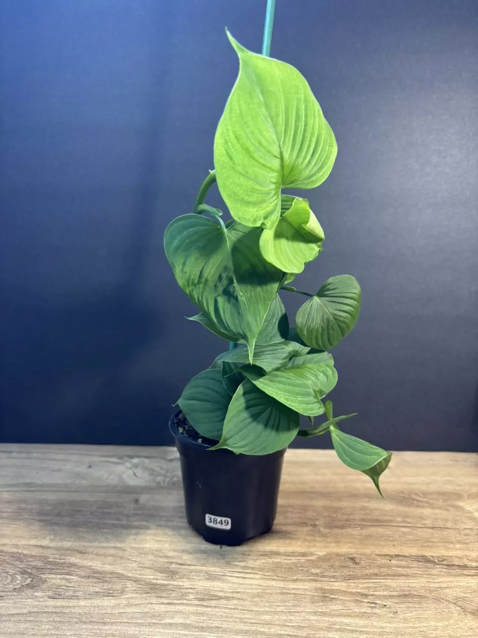 Philodendron Peru 4” 3849 thumbnail