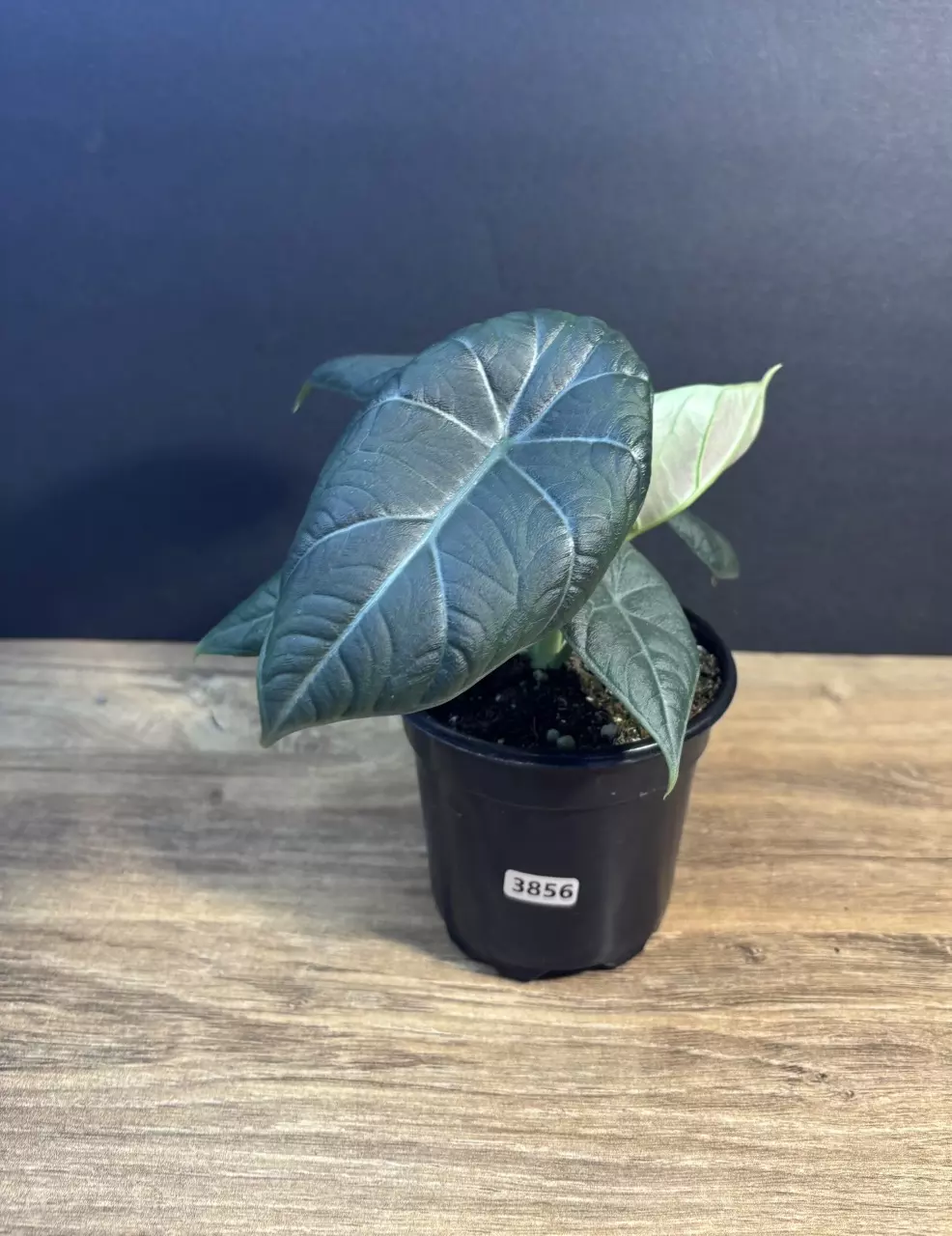 Alocasia Magarani 4” 3856 thumbnail