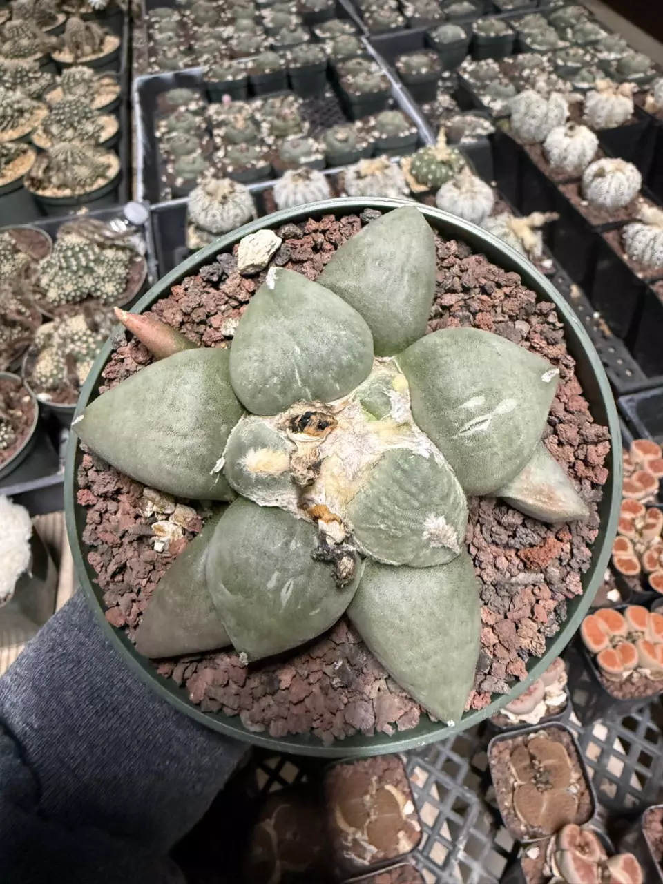 Ariocarpus Maruibo x Retusus seed grown 5" pot thumbnail