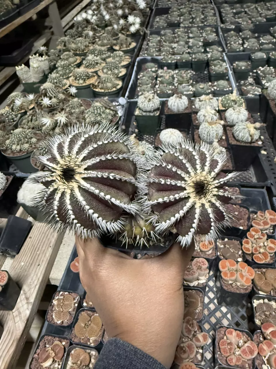 Uebelmannia Pectinifera 2.25" pot (hot nailed) thumbnail