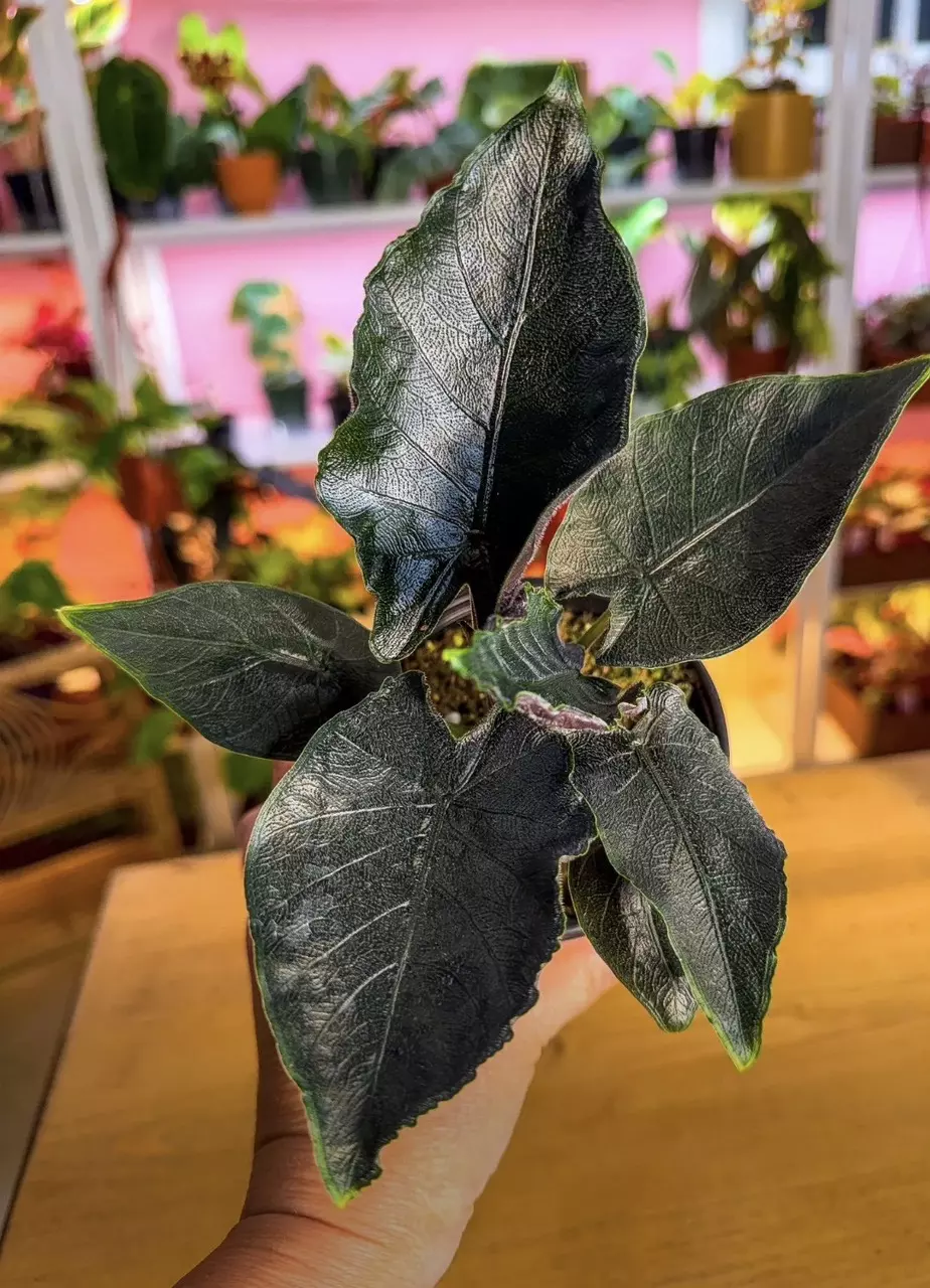 Alocasia  antoro velvet 4” thumbnail