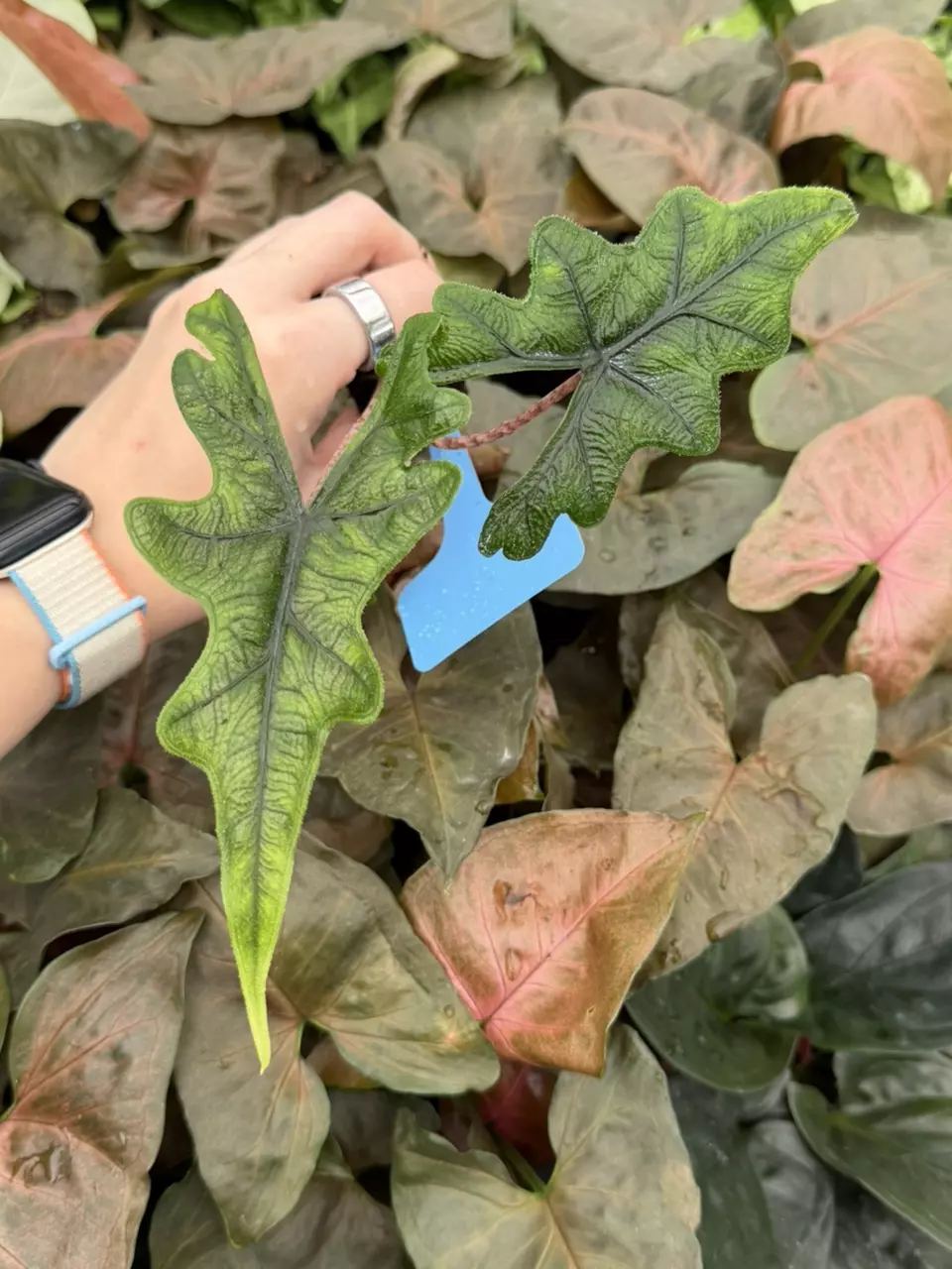 Alocasia Jacklyn Specific Starter 9307EMP | FF thumbnail